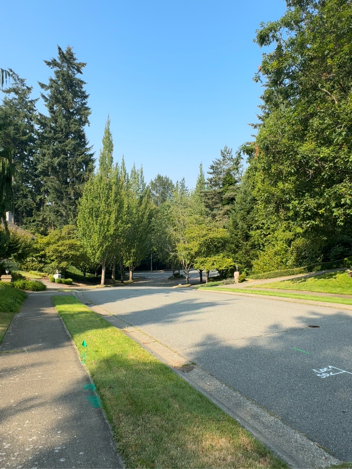 Quiet Lakemont Woods street beneath a mature evergreen canopy