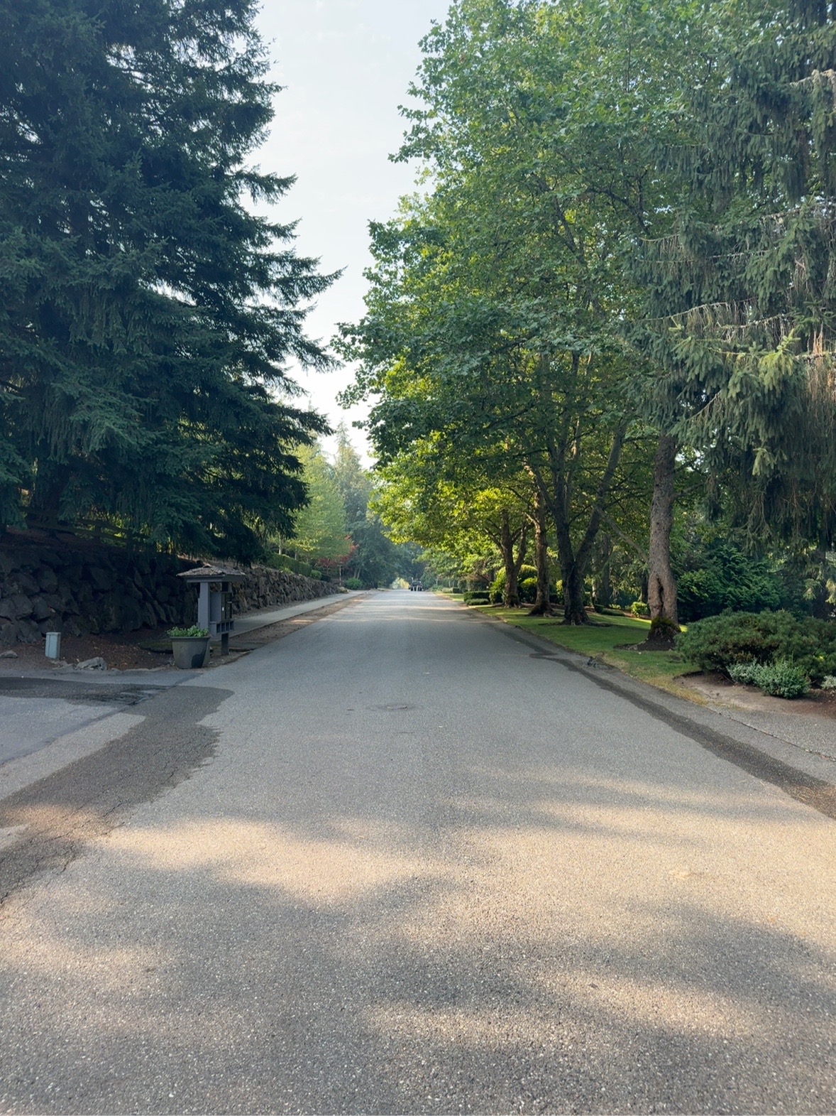Tree-lined road entering Lakemont Woods in Bellevue